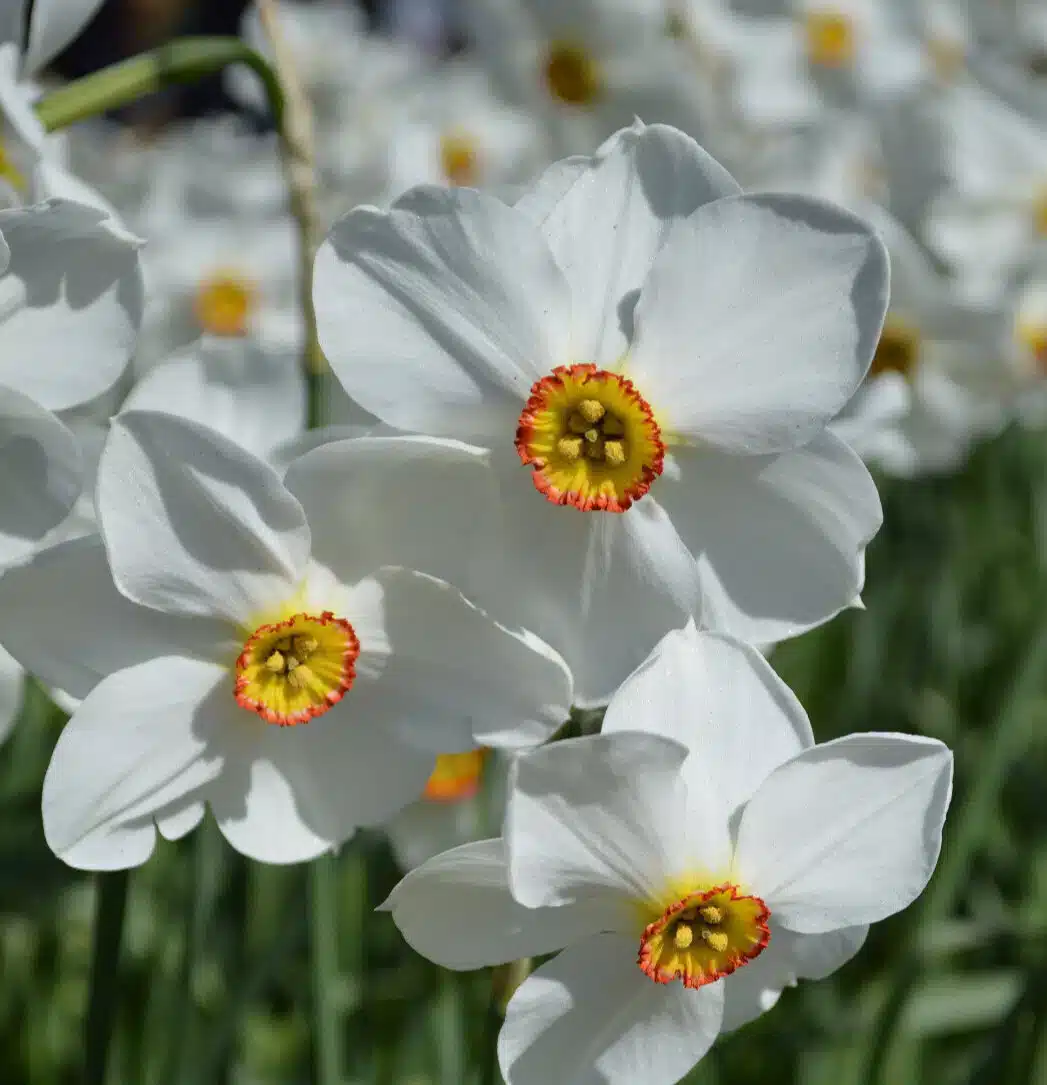 narcissus-poeticusPhoto