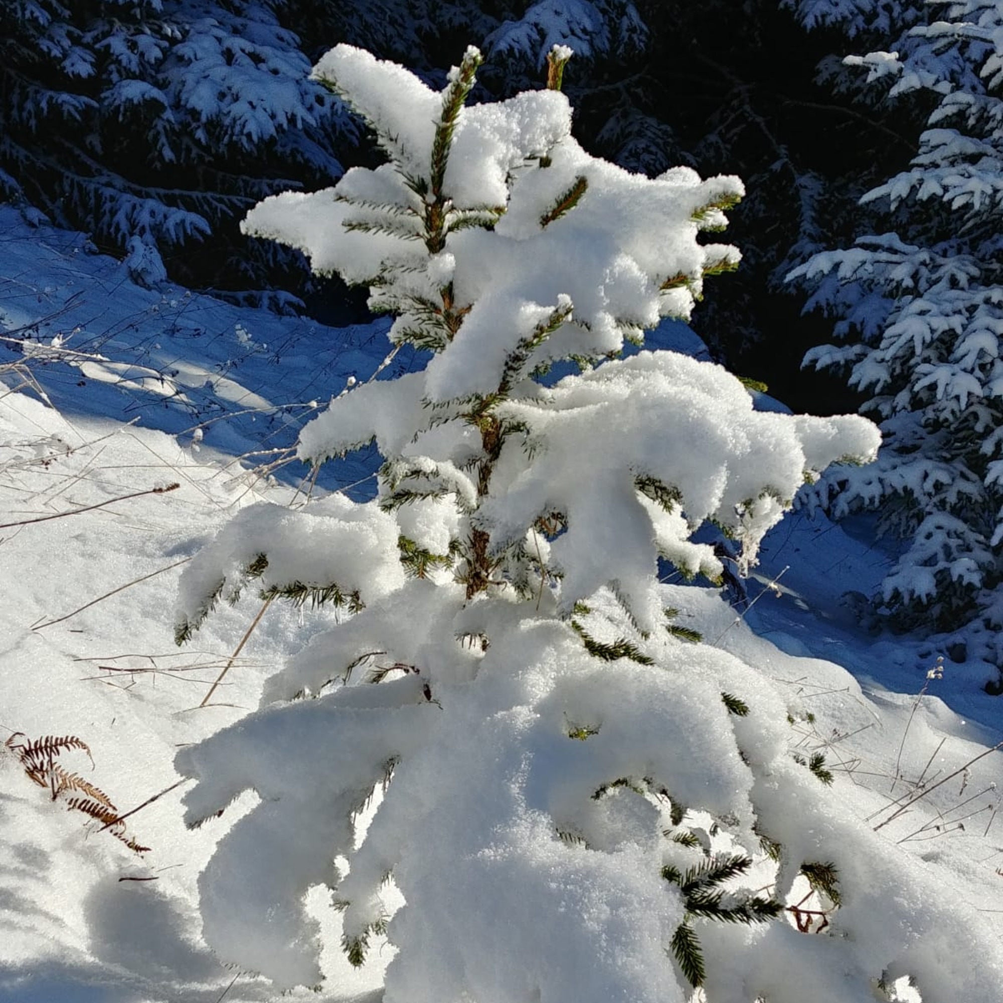 petit sapin enneigé