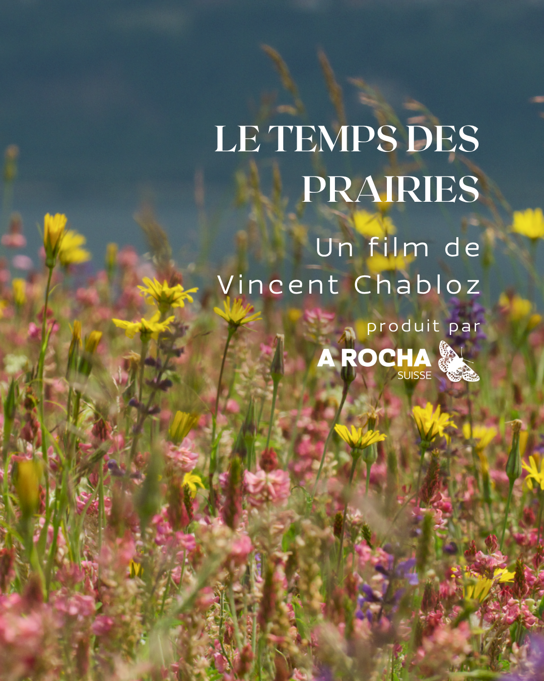 V1.1-titre août lancement